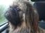 Pekingeser Sigurd