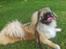 Pekingeser Sigurd