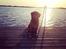 Nova scotia duck tolling retriever Mika "Himmelhund" 