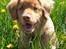 Nova scotia duck tolling retriever Mika "Himmelhund" 