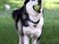 Siberian husky Einstein