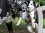 Siberian husky Einstein