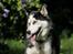 Siberian husky Einstein