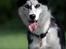Siberian husky Einstein