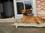 Rhodesian ridgeback Kuzonga's a Lion ( Leon )<3 <3 R.I.P. :''-( - smukke Leon<3 