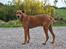 Rhodesian ridgeback Kuzonga's a Lion ( Leon )<3 <3 R.I.P. :''-( - RIP <3<3<3<3<3<3<3