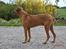 Rhodesian ridgeback Kuzonga's a Lion ( Leon )<3 <3 R.I.P. :''-(