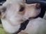 Blanding af racer Balou