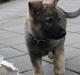 Schæferhund Jen-ager's Zam