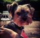 Yorkshire terrier Lucas