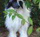 Chinese crested powder puff Solino´s designed by destiny "Milo" <3
