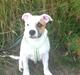 Staffordshire bull terrier Deestaff Fast and Furious - Milo
