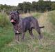 Mastino napoletano Basse