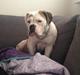 Olde english bulldogge Brydes Bella (Alma)