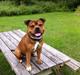 Staffordshire bull terrier Tovdal Sulja Boy - Enzo