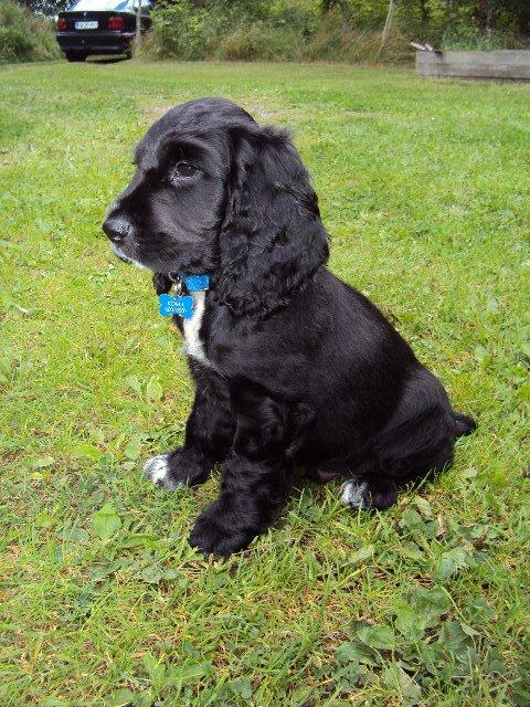 Cocker spaniel Koma billede 25