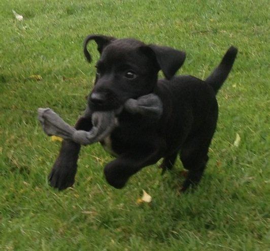 Patterdale terrier Mr. Nuttall billede 1