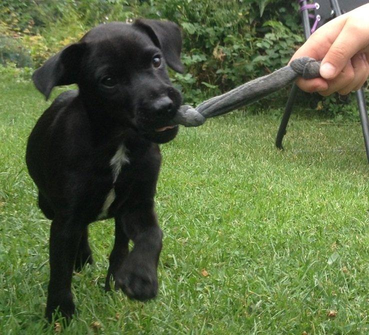 Patterdale terrier Mr. Nuttall billede 2