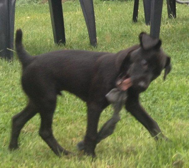 Patterdale terrier Mr. Nuttall billede 3