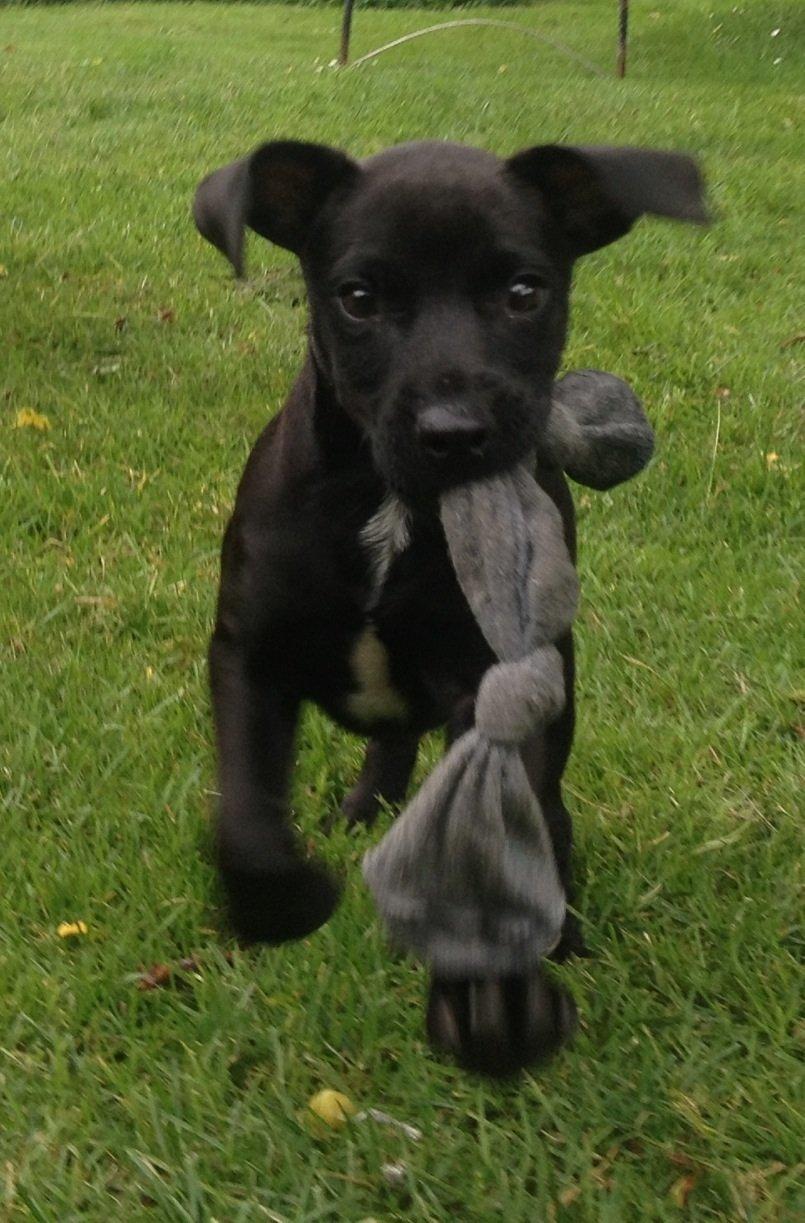 Patterdale terrier Mr. Nuttall billede 4