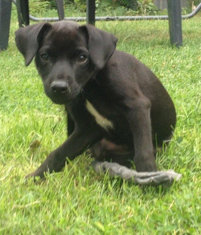 Patterdale terrier Mr. Nuttall billede 5