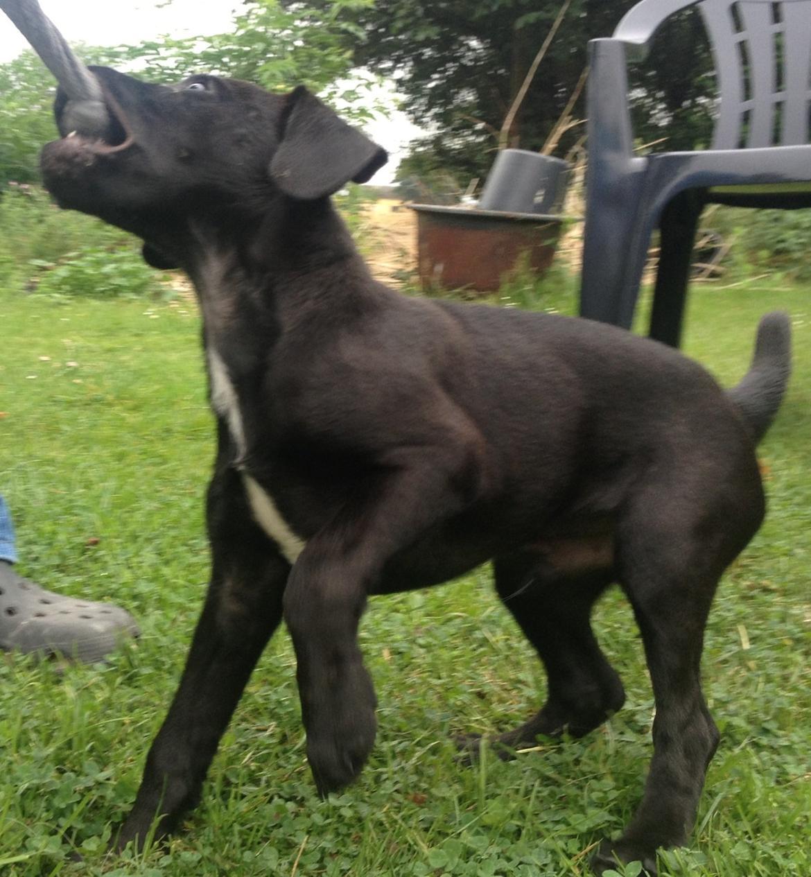 Patterdale terrier Mr. Nuttall billede 6