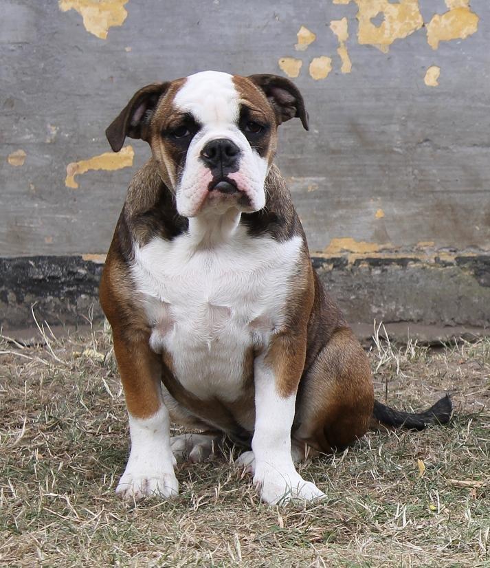 Olde english bulldogge Østergaard's Lilli billede 3