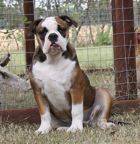 Olde english bulldogge Østergaard's Lilli billede 2