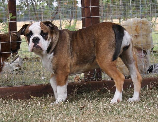 Olde english bulldogge Østergaard's Lilli billede 1