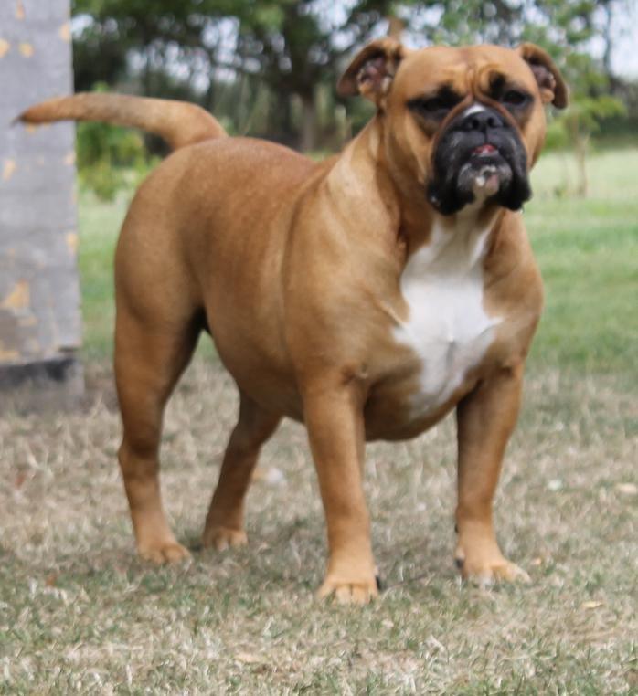 Olde english bulldogge Østergaards Oliva/Cherie billede 1