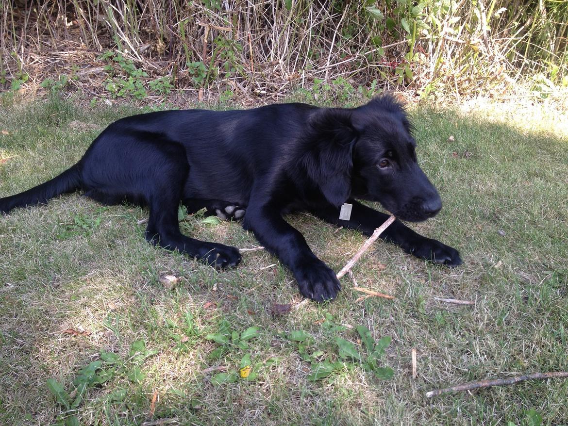 Flat coated retriever Bailey billede 20