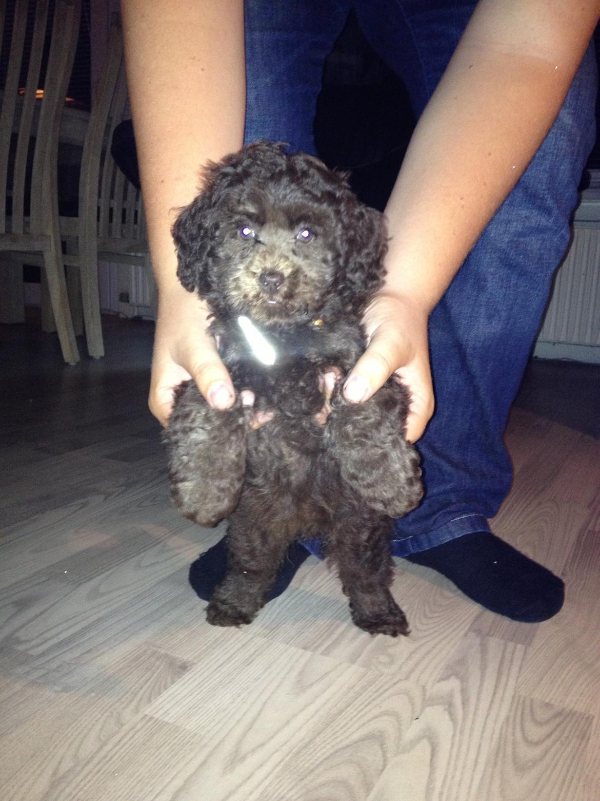 Dværgpuddel Cille billede 1