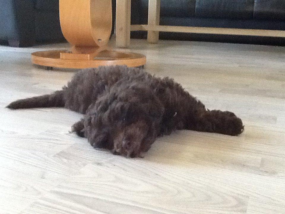 Dværgpuddel Cille billede 3