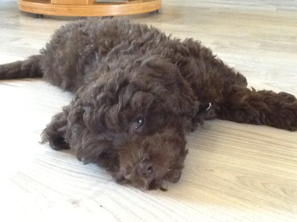 Dværgpuddel Cille billede 4