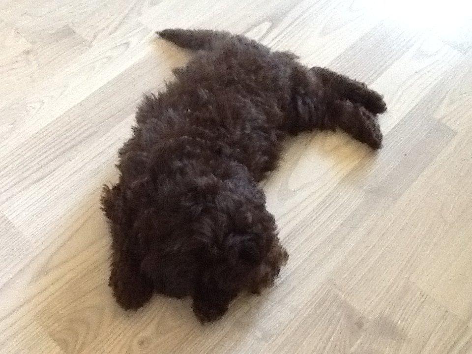 Dværgpuddel Cille billede 5