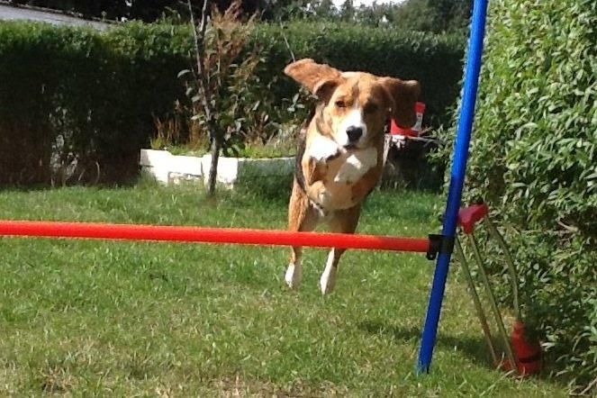 Beagle Famous joker zingy storm racer (Bella) billede 1