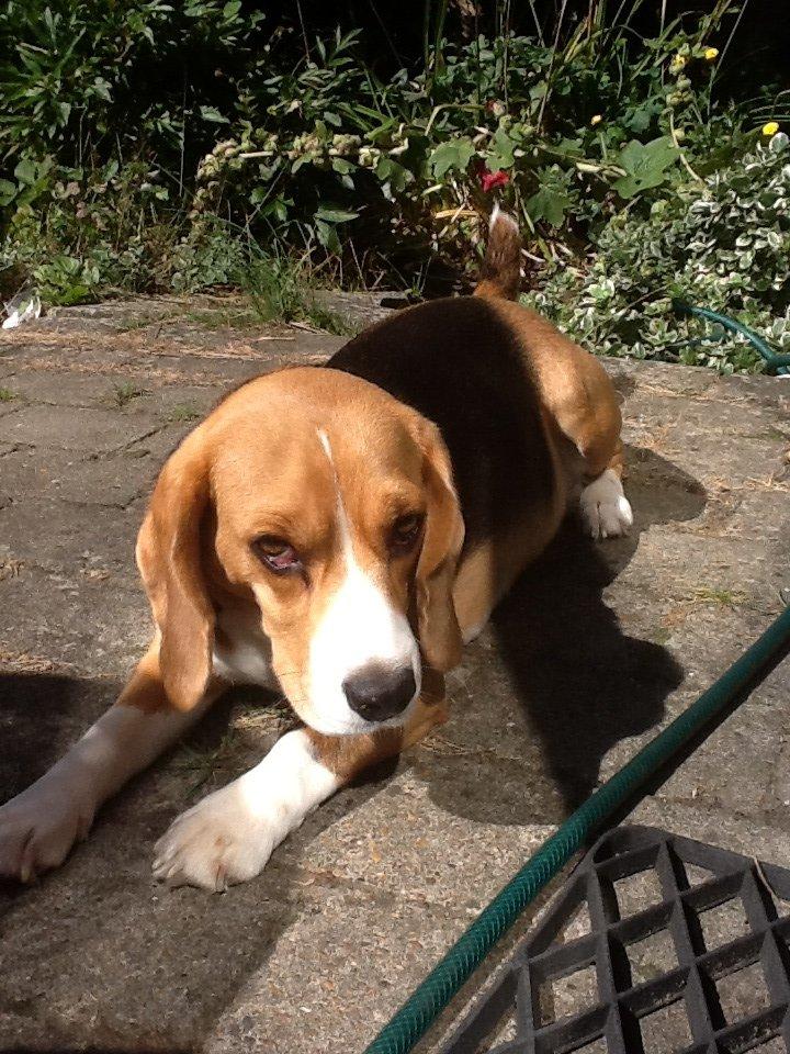 Beagle Famous joker zingy storm racer (Bella) billede 2