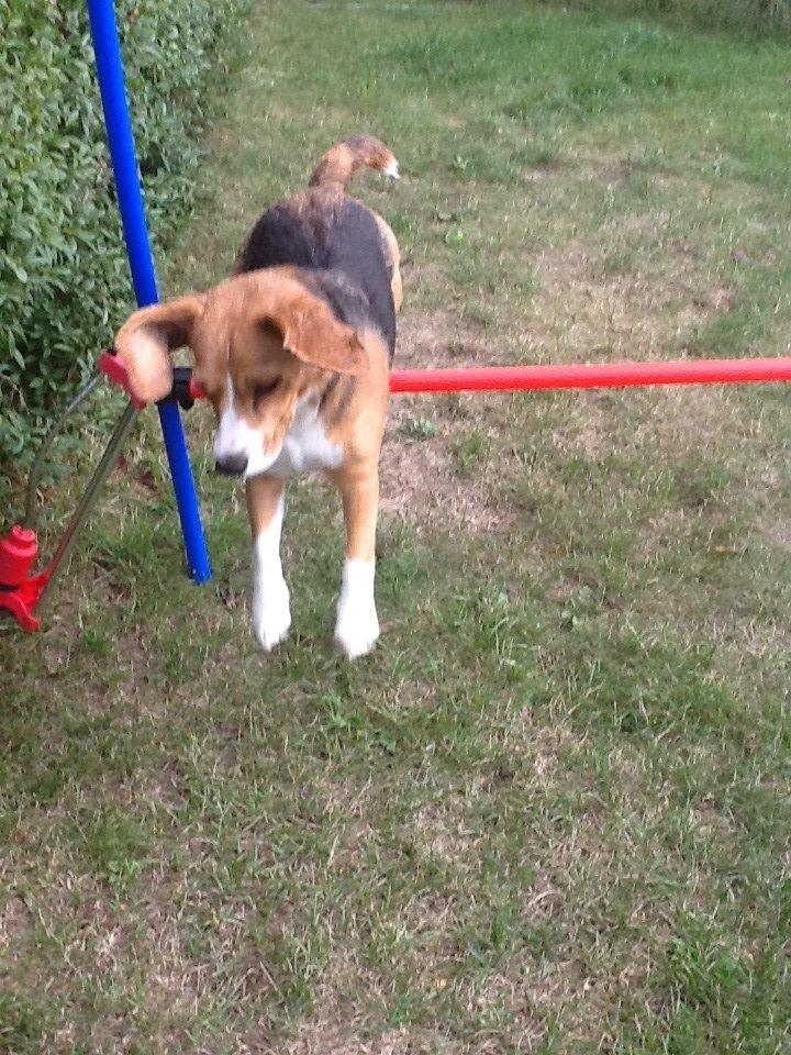 Beagle Famous joker zingy storm racer (Bella) billede 3