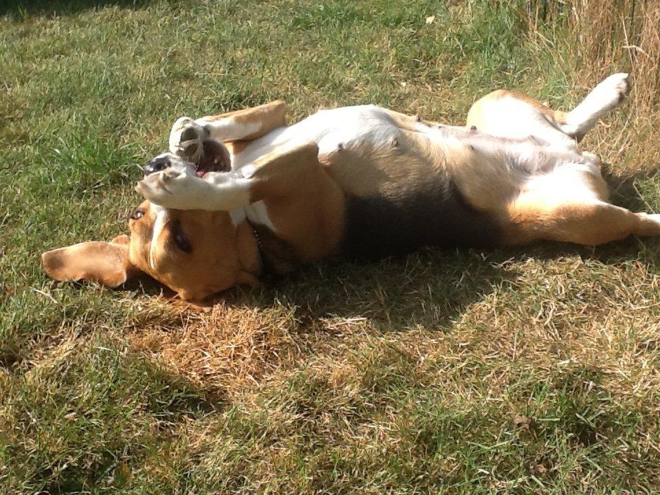 Beagle Famous joker zingy storm racer (Bella) billede 4