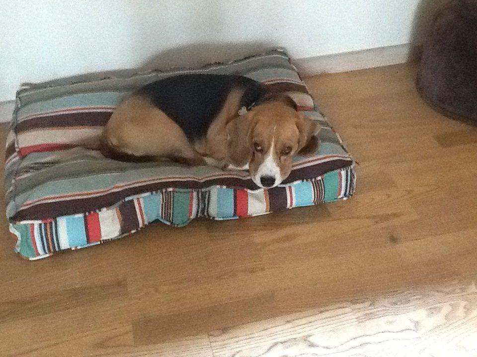 Beagle Famous joker zingy storm racer (Bella) billede 5