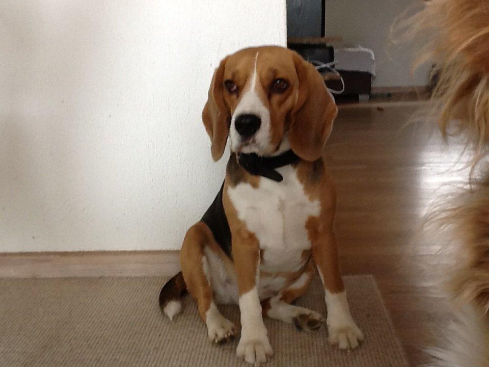 Beagle Famous joker zingy storm racer (Bella) billede 6