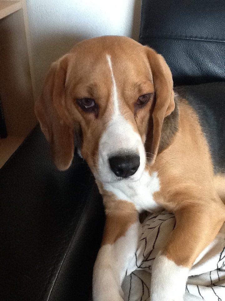 Beagle Famous joker zingy storm racer (Bella) billede 7