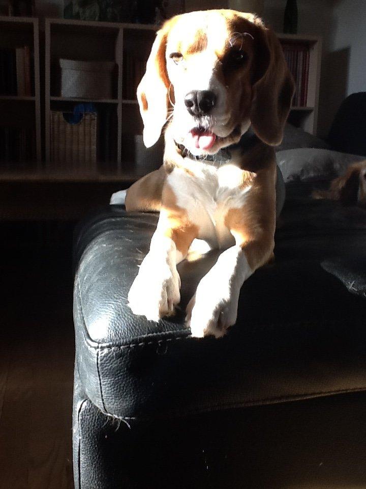 Beagle Famous joker zingy storm racer (Bella) billede 8