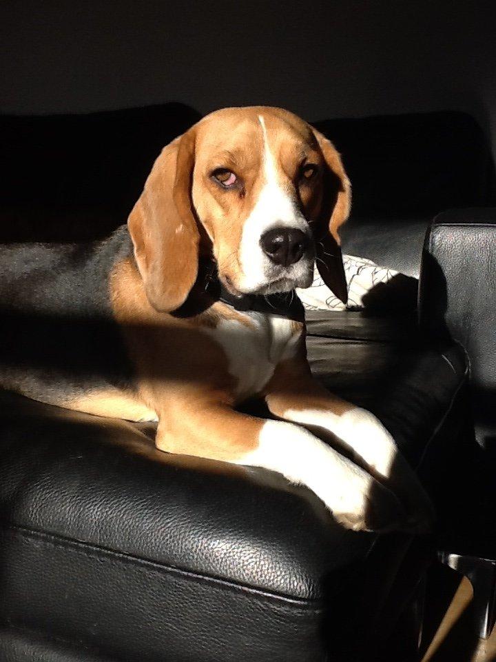 Beagle Famous joker zingy storm racer (Bella) billede 9