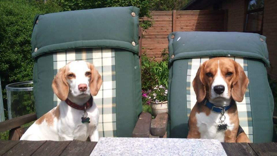 Beagle Famous joker zingy storm racer (Bella) billede 10