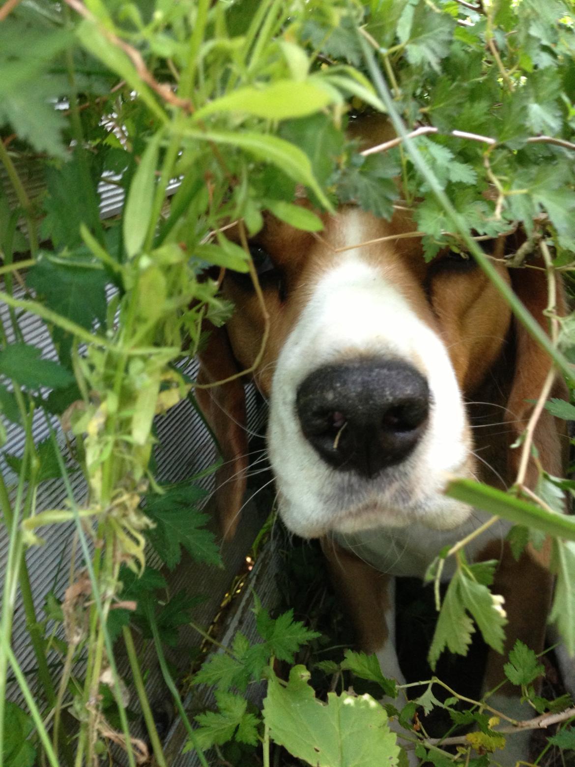 Beagle Famous joker zingy storm racer (Bella) billede 11