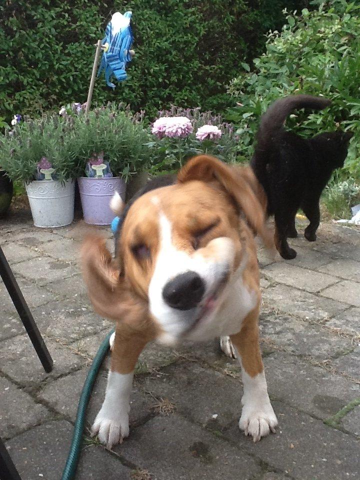 Beagle Famous joker zingy storm racer (Bella) billede 12