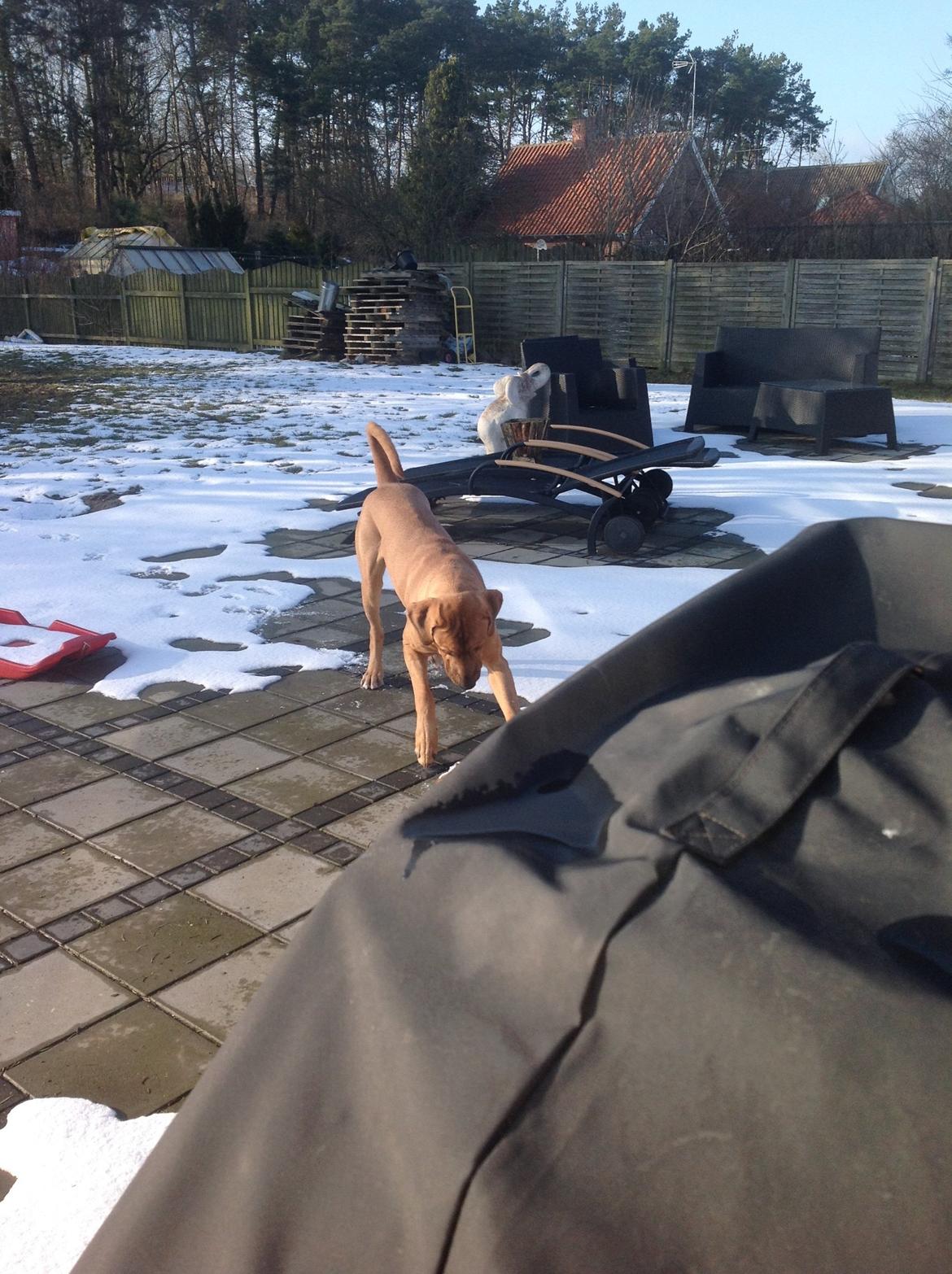 Broholmer Thor billede 1