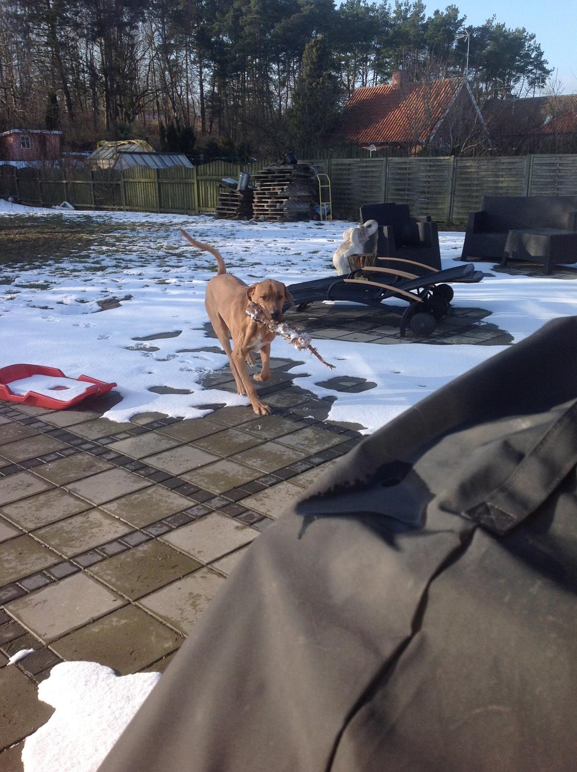 Broholmer Thor billede 2