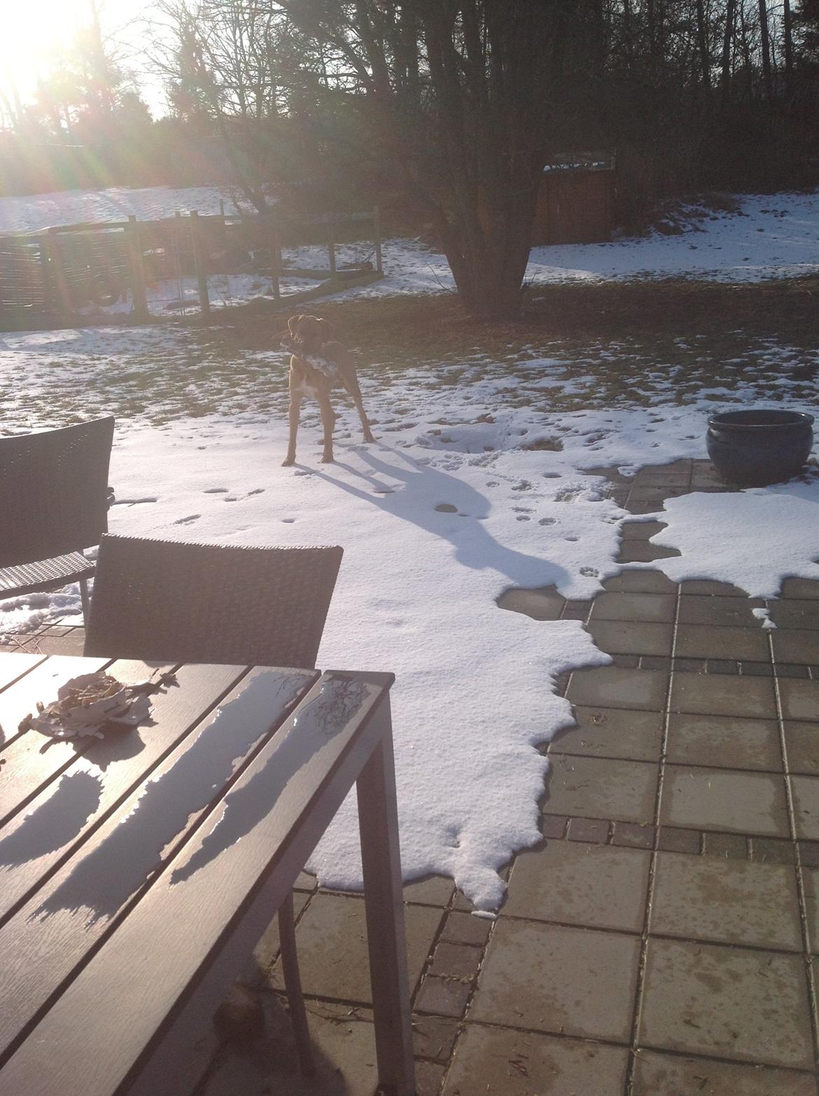 Broholmer Thor billede 3